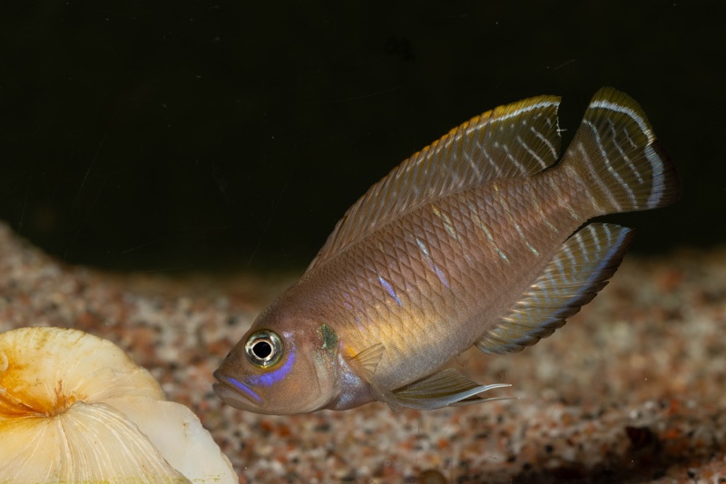 Neolamprologus brevis 'Kapampa'